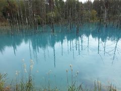 今年も秋の北海道ーまずは美瑛・青い池ははずせない