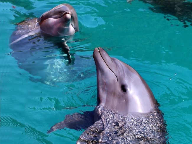 体育の日はパラオへ♪<br />豪華リゾートに泊まってのんびりしつつ、旅太郎念願のイルカスイミングも果たし、短いながらも大満足の家族旅行でした（^^）<br />経由地グアムでは往復とも、ウォーターパークのオマケ付きです。<br />旅太郎54回目の海外旅行☆<br /><br />1日目：成田→グアム<br />2日目：グアム→パラオ<br />3日目：<br />4日目：<br />5日目：パラオ→グアム乗継観光→成田