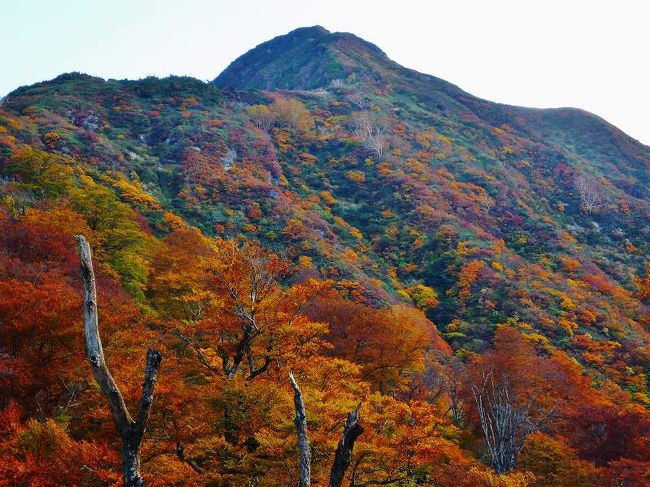 以前から気になっていた越後・湯沢近郊の大源太山に登って来ました、標高こそ1600m足らずの山ですが、南側から見るとスイスのマッターホルンのような山容で、上越のマッターホルンと言われています。<br /><br />この時期　和山から苗場山に登って赤湯温泉で泊まることを思い描いていたのですが、和山の民宿が満杯で登山時期を逃してしまったのです。<br /><br />次善の策として大源太山が候補に上がりました。<br /><br />10月15日はのんびり家を出て、越後湯沢から今夜の宿　越後中里のロッジ、ファミリーハウスしらゆきに向かいました。<br />宿はおにぎり２個付きの素泊まり　翌日は　大源太山登山口に送ってもらえるよう依頼しました。<br /><br />大源太山は変化に富んだ味のある山でした、わずか1600ｍ足らず　山は高さじゃないと実感しました、とても良い山でした。