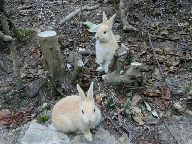 今月は修学旅行以来の広島です。<br />今回は、国内旅行にしては珍しく３泊。<br />ということで３分冊になっちゃいました。<br />「秋の安芸で癒される！」第２弾は竹原＆ウサギの島（大久野島）編です。<br /><br />竹原に行こうと思ったのは<br />ｗａｋａｂｕｎさんの旅行記で美しい竹原の街並みを見てみたいと思ったから。<br />本当はこの街に１泊しようと思ったけど<br />広島出身の人々に「竹原は泊まってもね」と言われたので<br />今回はうさぎの島として有名な大久野島に泊まることにしました。<br /><br />この島には宿泊施設は休暇村１か所しかなく<br />しかも人気のためにつねに満室状態。<br />でも偶然、空きが見つかったので泊まることにしました。<br /><br />竹原の美しい街並みと<br />大久野島の大好きな廃墟とたくさんのウサギに癒されてきました。<br /><br />◆第１弾尾道編は↓<br />http://4travel.jp/travelogue/11065941<br /><br />■Itinerary■<br /><br />●１０月１３日（火）<br />ＩＪ３２１　成田（８：５０）→広島（１０：３０）<br />　　広島空港からバス＆電車で尾道へ<br /><br />　　※宿泊先：「サイクルホテル」（１泊）<br /><br />★１０月１４日（水）<br />　　尾道から電車で竹原へ。<br />　　　竹原観光後に電車＆フェリーで大久野島へ。<br /><br />　　※宿泊先：「休暇村大久野島」（１泊）<br /><br />●１０月１５日（木）<br />　　大久野島からフェリー＆高速バスで広島へ。<br />　　<br />　　※宿泊先：「リーガロイヤルホテル広島」（１泊）<br /><br />●１０月１６日（金）<br />ＩＪ６２４　広島（１９：２０）→成田（２０：５０）