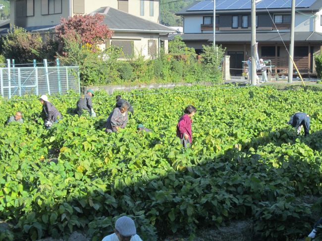 毎年開催される原地区”丹波黒大豆の枝豆”の収穫イベント 最高!に参加してきました。<br /> 昨日の予報では雨のはずが朝から秋晴れの晴天に恵まれ最高の収穫日和でした。 9時から始まるはずですがが早く沢山の方が早くから並ぶので少し早く始まったようです。受付で料金(一株400円)を支払い担当の人に希望の株を切ってもらい、空き地で丹波黒大豆を自分でもぎ取り持ち帰るシステムです、現場で枝豆をゆでて試食できます、取り立ての丹波黒豆をすぐその場で茹でるのですから最高に美味しいのは言うまでもありません。