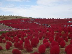 2015　秋　　ひたち海浜公園で季節を楽しむ　＜コキア・コスモス＞