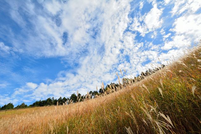 お月見も終わり深まる秋を感じながらそろそろススキも身頃ではないかと思い、兵庫県神河町にある<br />砥峰（トノミネ）高原に行ってきました。砥峰高原は村上春樹原作の映画『ノルウェイの森』の撮影が行われたことで、その名を全国に知られるようになり、大河ドラマ「平清盛」「軍師官兵衛」最近では映画「信長協奏曲」のロケ地として使われています。約90ヘクタールに及ぶススキの草原が広がる、西日本有数の大群生地。一面にススキの穂が波打つ壮観な景色となります。