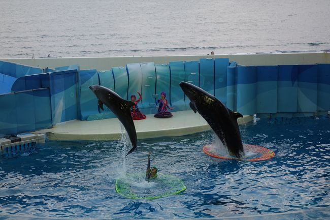 10月4日はイワシの日～抽選に当たって、新江ノ島水族館でイベントに参加する<主人公はイルカ＆クラゲ>