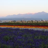 ２０１５年９月　ANA特典航空券で大雪山（旭岳）・美瑛・富良野・トマムの自然と北海道グルメを味わう旅 No.3 【2日目後半：富良野では花とグルメを楽しみましたが、もう少し早い時間に富田ファームに到着すればと反省の旅】