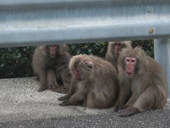 鹿児島から屋久島までゆる～い旅４　屋久島ドライブ