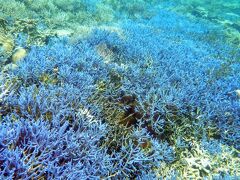 ２度目の宮古島　シュノーケリング（３日目）　オーシャントライブ　大神島周辺
