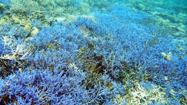 2015.6.22~6.29の8日間 宮古島・石垣島・西表島・竹富島・黒島に行った時のシュノーケリングポイント・グルメスポット・観光スポットなどを紹介します。<br /><br />宮古島ではシギラリゾート内にある「ウェルネスヴィラ ブリッサ」(2015.4.24に<br />リニューアルオープン)に宿泊し、<br />石垣島では「石垣リゾート グランヴィリオホテル」(2015.4.1ハート型が可愛い<br />ホテル屋外プールオープン)に宿泊しました。<br /><br />3日目はオーシャントライブと言うダイビングショップから「大神島周辺ボートシュノーケルツアー」に行き、その後、海中公園の中のシーサイドカフェ「海遊」で宮古牛バーガーを食べ、池間島に渡りマンゴーフラッペを食べ、「あたらす市場」・「公設市場」に行きその後、街を探索した時の写真を紹介していきます。<br /><br />これから旅行に行かれる方の参考になれば幸いです。<br />