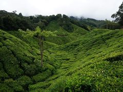 南インド★ケララ州完全攻略的旅の行方【ﾑﾅｰﾙ編】ｳﾞｪﾙｳﾞｪｯﾄの茶畑