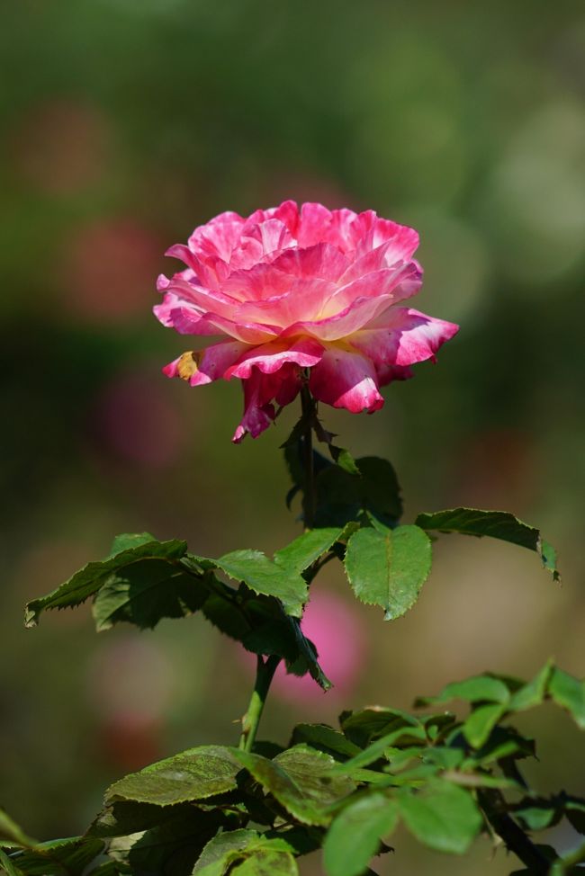 中央公園に薔薇が咲いているので、見に行ってみた、　季節柄それなりに咲いていると思ったが、案外と少ない、　あれおかしいなと思いながら散策、　もうひとつ残念なのは富士山が見えないこと、　天気はよかったが・・。