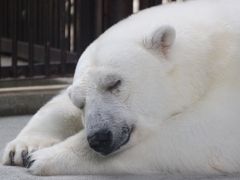 ２度目の四国遠征はバスでめぐる３県３園！～レッサーパンダのいる動物園へ・愛媛編（４）モフモフ真っ白なしろくまピースととべ動物園の仲間たち：可愛くて夢中になった赤ちゃんカピバラや双子の子供がいたライオンほか