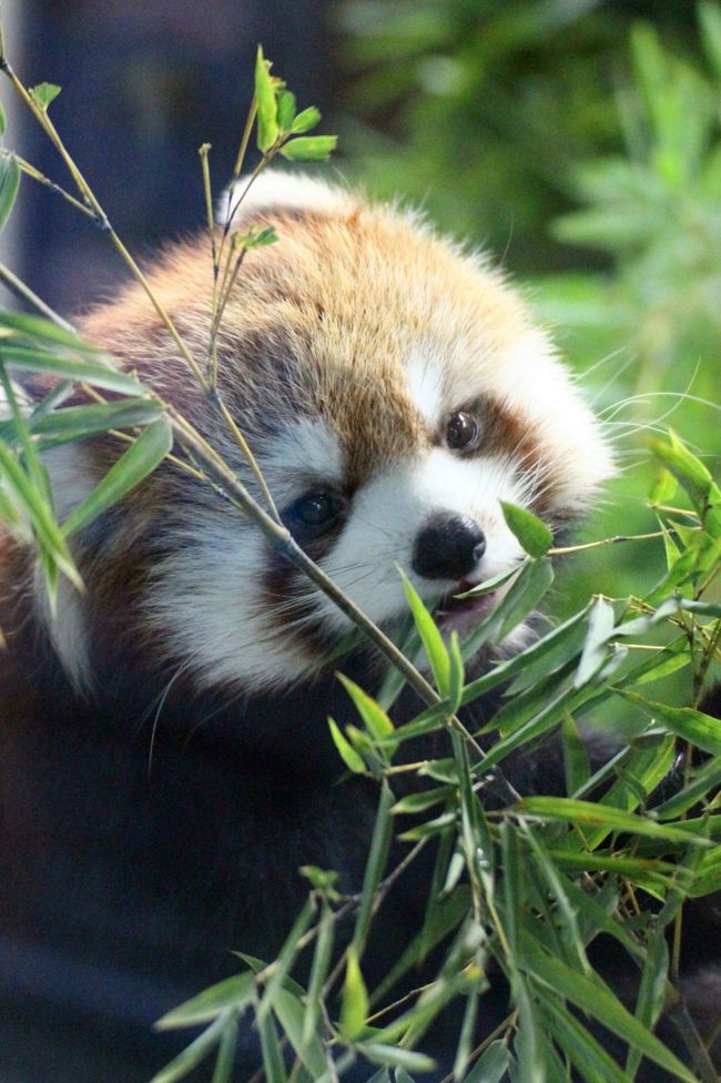 先週末の10月８日から10日にかけて、四国遠征して３県の動物園３園を訪れましたが、来月にはまたレッサーパンダ動物園の国内遠征を計画しているところです。<br />なので、その合間は動物園散策をお休みしてもよいと思ったのですが、この週末に森林公園に行くとなったら、花にあふれている春ならともかく、埼玉こども動物自然公園をはしごしないのはもったいない気分になりました。<br />それに、コアラの赤ちゃんが２頭も生まれていて、顔出しもしていたので、運良ければ会えるし、繁殖制限していてもう当分赤ちゃんは生まれないと思っていたカピバラの赤ちゃん誕生の朗報もありました。<br /><br />なので、今回、埼玉こども動物自然公園で１番楽しみにしていたのはコアラとカピバラの赤ちゃんでしたが、レッサーパンダも、そろそろ屋外展示が再開されるだろうし、ずっと非展示だったナツちゃんの展示が屋内ですが再開したというので、期待していました。<br /><br />広い園内で、レッサーパンダは北園にいて、コアラとカピバラは東園にいます。<br />両方見学するためには、森林公園であまりのんびりしているわけにはいかなったのですが、幸い、今回は、このはしごにしては早めの14時には動物園に入園することができました。<br /><br />でも、本日のミッションは、結果的にはコアラの赤ちゃんは見られず、カピバラの赤ちゃんたちも時間切れでちょうどバックヤードに入ってしまうところでした。<br />10月10日に生まれたばかりのカピバラの赤ちゃんは、まだ日齢８日足らずの可愛い盛り。<br />来月訪れるころにはだいぶ大きくなっているでしょう。<br />そう思うとちゃんとカピバラの赤ちゃんを見に行く時間をとらずにコアラの赤ちゃん待ちに時間をかけてしまったのは、そっちも結局会えなかったので、残念でした。<br />でも、代わりに、１番大好きなレッサーパンダの方は、久しぶりに屋外にいるハナビちゃんとソウソウくんが見られましたし、ナツちゃんにも久しぶりに会えたので、期待通りでした！<br /><br />ハナビちゃんにはぜひソウソウくんと赤ちゃんをもうけて欲しいと期待してしまうので、相性がどうなるか気になって仕方がありません。<br />レッサーパンダの恋の季節は２月なので、今から相性をはかっても仕方がないのですが、２頭はまだ恋に関心のないうちから同居しているので、恋に未熟な幼馴染みが、やがて異性として意識しあって恋人になるような展開になったらいいなぁ、と勝手に想像をふくらませています。<br /><br />本日は、外展示ということもあって、ハナビちゃんもソウソウくんもとてものびのびと過ごしていました。<br />とはいえ、ソウソウくんはしきりにハナビちゃんを意識し、近づいてこようものなら、自分から威嚇しまくり。<br />ハナビちゃんは頻繁に木登りしていましたが、そんなわけで、木の上にソウソウくんがいるときは遠慮していました。<br />でも、ハナビちゃんがソウソウくんを楽しそうに追いかけるシーンも見られました。途中で鬼は逆転していましたけど@<br />また、初夏にはまだまだ木登りがおぼつかなかったソウソウくんも、埼玉生まれ・育ちのハナビちゃんほどではないものの、木登りがだいぶ上手になっていました。<br />ソウソウくんは、木に登っていても、地上にいるハナビちゃんをしきりに意識していました。<br />人工哺育で育ったソウソウくんにとって、他のレッサーとの同居はまだまだ慣れないのかもしれませんが、一見、ぼんやりした表情に見えるソウソウくんは、ハナビちゃんを凝視しているときは目がらんらんと輝いて見えました。<br />まあ、これは私の願望も入っているかもしれませんけどネ。<br /><br />今回は３時間とれたのと、コアラとカピバラの赤ちゃんも楽しみにしていたので、ずっとレッサーに張り付きたい気持ちを抑え、他の動物たちもなんとか見に行くことができました。<br />ヒメマーラとマーラの赤ちゃんはだいぶ大きくなっていました。<br />来年11月11日の公開開始が楽しみなヤブイヌの展示場は、レッサーもいる小動物展示場の一角に新しくできつつありました。<br />マヌルネコの空中通路のあったエリアをつぶして作るのでは、と心配していましたが、隣接してはいるものの、別のエリアでした。<br />マヌルネコは今回も外に出たがっている姿を見せて、切なかったです。早くあの空中通路かそれに近いものが復活して欲しいです。<br /><br />＜行楽日和の中旬に秋に森林公園と昭和記念公園をはしごした日の旅行記のシリーズ構成＞<br />□（前編）ほんのり紅葉がきざす森林公園のハイライトは紅色一面の赤ソバとコキア<br />■（後編）レッサーパンダのナツちゃん久しぶり＆ハナビちゃんとソウソウくん互いに負けちゃいない───コアラの赤ちゃんにはまだ会えなかったけど、ご機嫌なミナミコアリクイと飛び出したコタロウくんに会えた埼玉こども動物自然公園<br /><br />埼玉こども動物自然公園の公式サイト<br />http://www.parks.or.jp/sczoo/<br />国営武蔵丘陵森林公園の公式サイト<br />http://shinrin-koen.go.jp/<br /><br />＜タイムメモ＞<br />08:30　家を出る<br />09:13　森林公園に到着<br />09:25　駅前発の森林公園南口行きのバスに乗車<br />09:40　森林公園に入園（園内移動は徒歩）<br />10:20　運動公園に到着<br />10:30-12:05　赤ソバとコキア<br />12:05-12:20　ランチ休憩＆沼まつり見学<br />12:35-12:55　野草コース<br />13:10　森林公園を出る<br />13:14　南口前発の森林公園駅行きのバスに乗車<br />13:38　森林公園駅発の東武東上線に乗車<br />13:54　高坂駅前発の鳩山ニュータウン行きのバスに乗車<br />14:00　埼玉こども動物自然公園に入園<br />14:20-14:35　マーラ＆ヒメマーラ<br />14:40-14:45　マヌルネコ<br />14:50-15:35　レッサーパンダ<br />15:35-15:40　フェネック<br />15:55-16:35　コアラ・ミナミコアリクイ<br />16:40-16:45　ワラビー・カピバラ<br />17:00　埼玉こども動物自然公園を出る<br /><br />※これまでの動物旅行記は目次を作成済みです。随時行進中。<br />「動物／動物園と水族館の旅行記〜レッサーパンダ大好き〜　目次」<br />http://4travel.jp/travelogue/10744070<br />