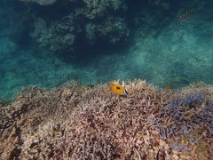 石垣島、小浜島４泊５日の旅⑤ （３日目:お魚畑サンゴ礁～小浜島はいむるぶし）