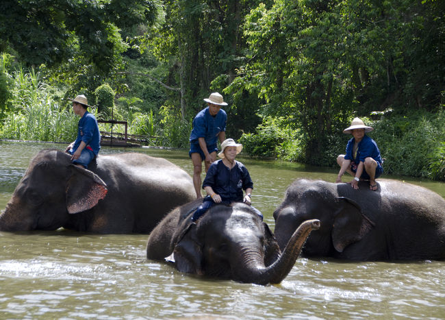 昨日は終了していたタイ国立ゾウ保護センターへ、今日も行ってみます。