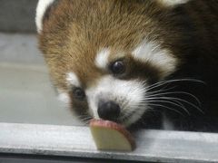 ２度目の四国遠征はバスでめぐる３県３園！～レッサーパンダのいる動物園へ・高知編（３）レッサーパンダのカイちゃん・カイくん＆３種類のカワウソがいる温帯の森