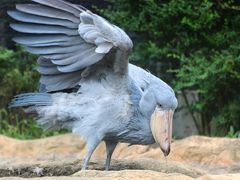 ２度目の四国遠征はバスでめぐる３県３園！～レッサーパンダのいる動物園へ・高知編（４）素晴らしいアフリカゾーンとジャングル・ミュージーアム：結構可愛いブチハイエナ＆空飛ぶハシビロコウの迫力＆初めて見たウンピョウの美しさ＆面白顔でジュースを飲むマレーグマ