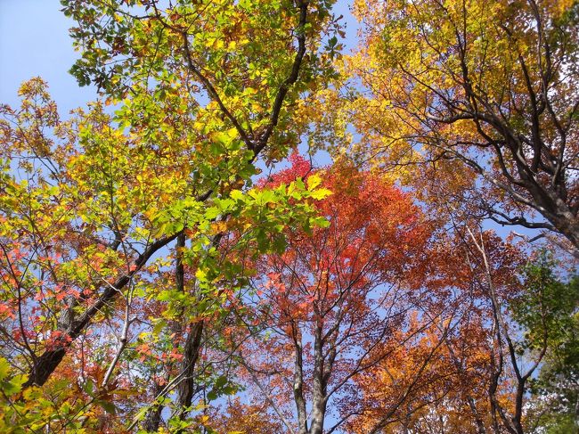 宿泊しているホテルを那須の紅葉を観に出発<br />那須街道を上って、『那須ロープウエイ』までの道路は大渋滞<br />駐車場への誘導員は年配の方々でしたが<br />声を枯らしてテキパキとしていました！<br />どこの駐車場も満車でしたが<br />杖に気づいてくれた誘導員が<br />特別に誘導してロープウエイ乗り場に一番近いゲートを開けて下さいました<br />100人乗りのロープウエイは20分間隔の運行<br />http://toya108.jp/nrw/<br />４分で山頂駅まで<br />目の前に茶臼岳が、<br />少し歩きましたが、あと100ｍのところでリタイアしましたが<br />紅葉は少し遅かった様ですが充分な色彩を見せていました。<br /><br />下山して、途中にあった『つつじ橋』の紅葉は素晴らしい見頃に遭遇しました！<br />http://www.uchiyama.info/oriori/kentiku/hasi/tutuji/<br /><br />ランチは那須街道の『ジュイア・ミーア』<br />http://www.gioiamia.jp/gioiamia/nasu/shop/<br />で、イタリアンを食べてホテルに戻りました。