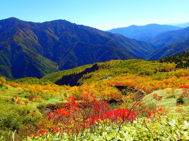 北アルプス唯一の活火山、焼岳へ行ってきました！<br /><br />焼岳登山道入口～(新中の湯ルート)～焼岳～中尾峠～新中尾峠(焼岳小屋)～田代橋～河童橋<br /><br />登山口に到着して予想以上の車でビビりましたが、何とか駐車することが出来無事出発。中腹の木々はうっすら紅や黄に色づいていて、雲一つない青空に映えました！焼岳山頂付近は硫黄臭はするし地熱で岩が熱かったです。落石が多いので注意して歩きましょう！何名か石を落としていた方がいて、周辺の空気はピリピリしていました･･･。<br /><br />時間があったので上高地の方へおりることにしましたが、下りの長い樹林帯はチョット飽きたな･･･。アップルパイで有名なトワサンクで休憩して、登山口駐車場までタクシーに乗りました。確か3千円ちょっとぐらい。<br /><br />上高地の紅葉はまだ早かったけど、きれいな青空と澄んだ水でリフレ－－－ッシュ！