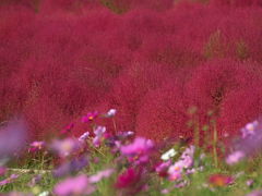 コキアのひたち国営公園