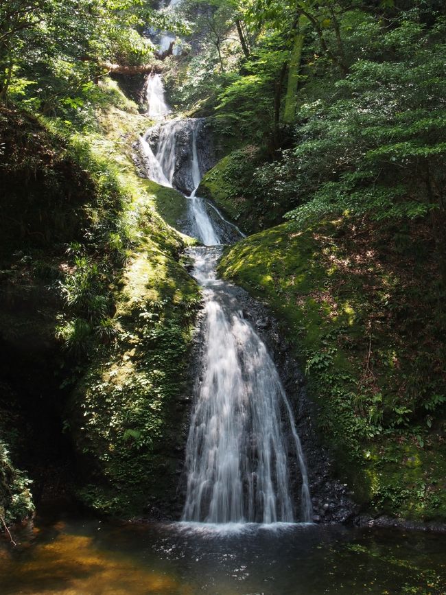 7月30日から31日にかけてプライベートな用事で山梨県に行くことになりました。しかし山梨は遠い。1泊2日で往復するだけではもったいないです。30日は河口湖に夕方に到着すればいいので、29日仕事を終えてから東へ行けるところまで行き、どこか適当なところで1泊し、滝めぐりをしようと企みました。しかもうまい具合に29日三重への出張も入りました。愛知県新城市にある阿寺の七滝は比較的お手軽な滝で、名古屋辺りに泊まりの出張が入った時に行こうと考えていました。新城は三重から河口湖へ移動するのにやや三重よりですが中間地点にあり、しかも温泉があります。滝も阿寺の七滝だけではなくいくつもあるということで、新城市の湯谷温泉に宿を取りました。<br /><br />今回の滝めぐりの本命はもちろん未訪問の百選滝・阿寺の七滝です。湯谷温泉からは車で1時間足らずです。<br /><br />乙女滝滝見難易度：１、阿寺の七滝滝見難易度：２、母子滝滝見難易度：２、猿滝滝見難易度：３<br />参考　滝見難易度０：道路から見える、１：片道徒歩５分以内、２：片道徒歩１５分以内、３：片道徒歩３０分以内、４：片道徒歩１時間以内、５：片道徒歩２時間以内、６：片道徒歩２時間以上もしくは２時間以内でも特別な装備が必要な場合など。私の旅行記ではほとんど出現することはないと思われる。<br />注意　滝見難易度はあくまで私の主観によるものであり、また季節や天候により難易度が上がる場合もあります。私の旅行記を参考にされて、「違うかったやんけ」とおっしゃられても責任は負えませんのでご了承ください。また、難易度が高い場合はできる限り単独行は避けるようお願いします。 