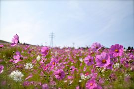 ★旅する富山 旅するビートラム。⑦　砺波のコスモスと散居村篇★