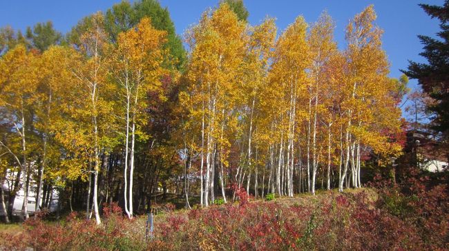 朝から晴天で紅葉刈りには最適なようなので、奥会津から檜枝岐へと出かけてみました。今年の９月に水害で至る所で土砂崩れが有ったと聞いているのでどうなったのか心配していましたが、道路に関しては問題なく復旧していましたが至る所で工事中でした。