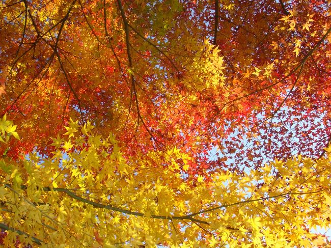 そろそろ紅葉のシーズンが始まりますね。<br />今まで何回か紅葉狩りの旅に出かけましたが、友人と３人で出かけた、この時の紅葉が一番綺麗だったので、その時の写真だけアップします。<br /><br />湖東三山は西明寺・金剛輪寺・百済寺を指しますが、<br />後で写真を見たら、どれが何処の紅葉やら…ですが、綺麗だった印象は強烈に残っていますヽ(*´∀｀)ノ