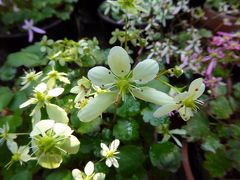 秋真っ盛りの「花の文化園」へ・・・ケイトウ・秋桜・十月桜・バラが見頃です