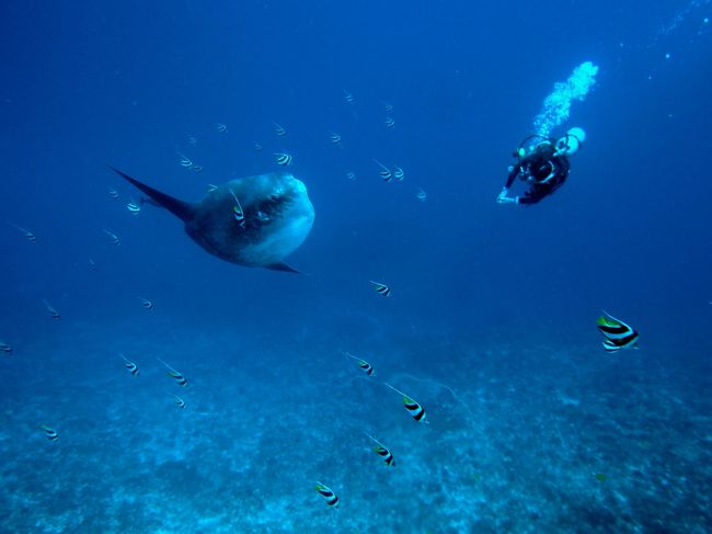 バリ島での夏休み マンボウダイビング　後編　Summer vacation in BALI ~mola mola diving 2~