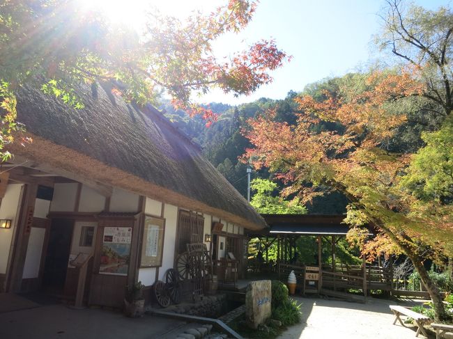 先週に引き続き、この日曜日も行楽日和だったのでドライブ♪<br />「伊勢神宮にでも行こうか」なんて言っていたのに、出発する頃には行先が香嵐渓に変更<br />まぁ思いつきのドライブなんてそんなもんですよ。<br /><br />香嵐渓(こうらんけい)といえば全国を代表する紅葉の観光スポット<br />紅葉の季節はそりゃ〜もう大混雑の大渋滞で地元の人はあまり行かない<br />現に、私も紅葉の時期に行ったのは数えるほど<br />この暖かさじゃ紅葉はしてないだろうけど渋滞は大嫌い！<br /><br />これから紅葉狩りを計画されているみなさんの目安になればと<br />現在の香嵐渓をお届けします。<br /><br />2005年(平成17年)に香嵐渓も豊田市に編入されたので豊田市観光協会のHPから香嵐渓の情報を入手できます<br />