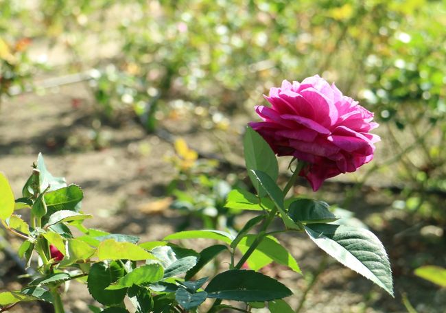 琵琶湖畔にあるバラの花園を訪ねた。