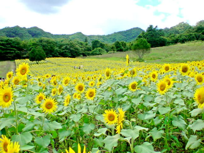 2014年9月13日<br />草津温泉へ向かいました。<br /><br />草津で温泉三昧をし、<br />帰路は尻焼き温泉で一浴び。<br />応徳温泉で足湯してひまわり畑へ。<br /><br />沢渡の上州軒でラーメン＆餃子ランチ<br /><br />温泉尽くしの周遊でした。<br /><br />移動ルート<br />http://www.a-trip.com/tracks/view/177306<br /><br />尻焼温泉川底湯口<br />https://youtu.be/TT5JMLOHC5Q<br />