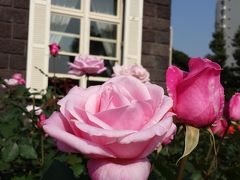 旧古河庭園で薔薇と弦楽四重奏♪