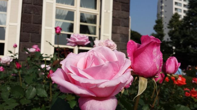 秋です　薔薇のシーズンです<br />天気の良い週末に旧古河庭園に訪れると<br />弦楽四重奏が演奏されるようです♪<br />優雅です〜〜