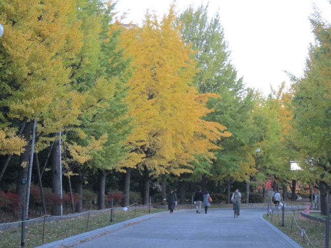 札幌中島公園は、札幌中心部にありながら、静かで、とてもきれいな公園です。「日本の都市公園１００選」にも認定されています。イチョウ並木が色づいているようなので、「さっぽろさんぽ」してまいりました。