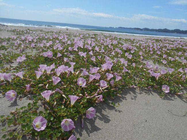 「出勤前に、ちょっと寄り道しました」シリーズ、<br /><br />第19回目は、宮城県の「野蒜海岸のハマヒルガオ」をご紹介します。<br /><br /><br />★「出勤前に、ちょっと寄り道」シリーズ<br /><br />大沢温泉自炊部（岩手）<br />http://4travel.jp/traveler/satorumo/album/10615716/<br />栗駒山の紅葉（宮城）<br />http://4travel.jp/traveler/satorumo/album/10617495/<br />奥松島・大高森(宮城)<br />http://4travel.jp/traveler/satorumo/album/10621864/<br />鉛温泉「藤三旅館」（岩手）<br />http://4travel.jp/traveler/satorumo/album/10654635/<br />東北楽天イーグルス「利府球場」(宮城)<br />http://4travel.jp/traveler/satorumo/album/10691271<br />三本木ひまわりまつり(宮城)<br />http://4travel.jp/traveler/satorumo/album/10706611<br />ＪＡＸＡ角田宇宙センター(宮城)<br />http://4travel.jp/traveler/satorumo/album/10730360<br />飯坂温泉「ほりえや旅館」(福島)<br />http://4travel.jp/traveler/satorumo/album/10731797<br />角田市スペースタワー・コスモハウス（宮城)<br />http://4travel.jp/traveler/satorumo/album/10732975<br />赤倉温泉「いづみ荘」(山形)<br />http://4travel.jp/traveler/satorumo/album/10768680/<br />堺田大分水嶺公園(山形)<br />http://4travel.jp/traveler/satorumo/album/10768684<br />竹駒神社＆金蛇水神社（宮城）<br />http://4travel.jp/traveler/satorumo/album/10787052<br />台ヶ森温泉郷「山野川旅館」(宮城)<br />http://4travel.jp/travelogue/10871513<br />三神峯公園(宮城)<br />http://4travel.jp/travelogue/10878098<br />サッポロビール仙台ビール園 名取本館(宮城)<br />http://4travel.jp/travelogue/10880594<br />定禅寺ストリートジャズフェスティバル in 仙台(宮城)<br />http://4travel.jp/travelogue/10976046<br />肘折温泉　「西本屋旅館」　(山形)<br />http://4travel.jp/travelogue/11009906<br />おおがわら桜まつり＆仙台東照宮＆東北福祉大鉄道交流ステーション（宮城）<br />http://4travel.jp/travelogue/11058306<br />野蒜海岸のハマヒルガオ（宮城）<br />http://4travel.jp/travelogue/11069305<br />