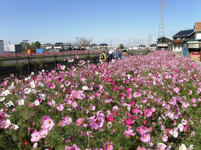 今年の鷲宮コスモスフェスタは１０月２４・２５日でしたが、土曜日は前のブログにあるように圏央道のウォーキングがあったので２５日のみに参加してみました。<br /><br />当日は木枯らし一番の襲来でイベントも模擬店も大変な状態ですが、皆さん今年のコスモスフェスタを成功させようと頑張っていました。<br /><br />毎回、葛西用水のコスモスを紹介していますが、ここのコスモスやポピーは町民のボランティアで種蒔きから草取りまで管理してこのような素晴らしい花が見られるようになっています。<br />そんな、このコースを朝歩かせていただいています。