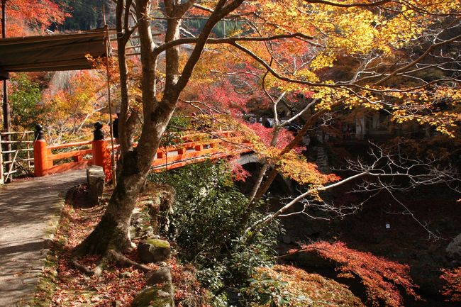 京都の紅葉っていうと１１月の三連休のころが最盛期！しかし、もうちょっと早くみたいな〜と思ってとっさに思いついたのが高雄エリア。<br />川床とかも行ってみたいと思っていたけど、まずは紅葉散策にいってみた。<br />清滝川沿いにかかる紅葉がこれまたキレイ！<br />神護寺に行く道にある茶店も、京都らしいし、西明寺はこじんまりとした境内いっぱいに紅葉が降り注いで、思った以上に紅葉を堪能！！<br /><br />【あわせて読みたい】<br />境内を覆う真っ赤な紅葉！苔むした石灯籠も美しい京都・西明寺<br />http://guide.travel.co.jp/article/13604/<br /><br />京都の一足早い紅葉は神護寺で！紅葉の下でお茶も堪能できる以外な穴場スポットとは？<br />http://guide.travel.co.jp/article/13688/