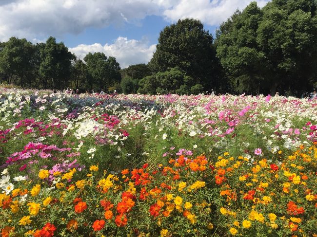 3連休の最終日には三重県にある国営木曽三川公園へ。<br /><br />今の時期はコスモスが咲いてます。<br /><br />昨年の11月に行った時は冬のイルミネーションが開催されてました。<br /><br />この日は食のイベントがあり、500円でトマト、キュウリ詰め放題に挑戦！<br />結果はキュウリ9本にトマト6個。<br />元は取れたかな(^_^)v<br /><br />写真はありませんが、岐阜県大垣特産のマコモダケも購入。<br />タケノコみたいな食感の野菜で、我が家ではきんぴらとサッとゆがいたマコモダケをごま油で炒めてみました。<br /><br />どちらも自分で作った割には美味しくできました。