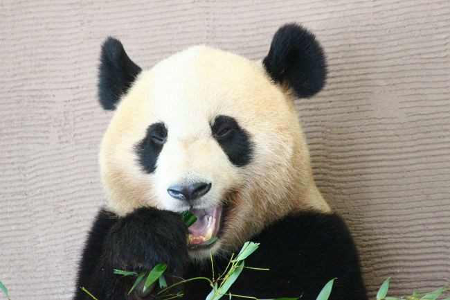 ジャイアントパンダはやっぱり、子パンダでなくても、巨大でも、よく見ると目つきが鋭くてやっぱりクマだと思うけれど、本物の愛らしさ、可愛らしさの威力炸裂!<br />寝てても可愛かったです!<br />寝ながら寝相を変えたり、むにゃむにゃ口を動かしたり、ちょっとだけ起きたり、サービス精神満載でした!<br />いや、寝てばかりでは、やはり物足らなくなるけど、アドベンチャーワールドにジャイアントパンダは何頭もいるので、誰かしら交代で起きていました。<br /><br />秋の行楽日和の上野動物園の週末・祝日は、とてもとてもジャイアントパンダ舎でゆっくり見ていられません。<br />行列の後ろにじりじり並び、写真を撮りたい人は立ち止まってしまうので、ガラスに近寄ることができません。<br />また、パンダにとってはよいのかもしれませんが、見学者から見えにくい死角も多いです。<br />なので、上野動物園で落ち着いてジャイアントパンダの写真が撮りたければ、平日か、あるいは天気の悪い週末をねらうべきです。<br /><br />でも、そうじゃないんですもの、アドベンチャーワールド!<br />さすがに上野動物園とは、周辺の人口密度、アクセスのしやすさなど、比べるのはムチャでしたが、シルバーウィーク初日の9月19日(土)でも、おそれていた混雑はなく、見に行きたいときに見に行ってみれば、最前列でゆっくり見ることができました。<br />もちろん、1日目の9月17日(木)と2日目の9月18日(金)の平日のうちに、じっくり見ておきましたけど@<br /><br />ジャイアントパンダの可愛らしさは、白黒もようの丸っこい体にもありますが、やはりなんといってもそのしぐさや動きでしたね!<br />実物を見る機会が少ないと、そのことを忘れかけてしまいます。<br /><br />大人パンダは、双子の赤ちゃんもいるブリーディングセンターで別居していた永明パパ、それからパンダラブの方では屋内2面と屋外1面を使って、双子の海浜くんと陽浜ちゃん、それから去年、パンダラブ・ツアーでバックヤードで会った優浜ちゃんが、交代(?)で展示されていました。<br /><br />赤ちゃん人気のせいで、永明パパの展示場前は、私が見に行ったときはいっつも空いていました(笑)。<br />だぁれも見に来ないので、すねているように見えたりしてしまいましたが、ほんとにすねていたとしたら、たぶん、用意された笹が気にくわなかっただけで、見学者の有無とは関係なかったでしょう。<br />主食は笹でしかないジャイアントパンダは、笹については美食家で、たとえば運搬のガソリンの臭いなどがついてしまったり、新鮮でないと、気にくわなくて、食べないそうです。<br /><br />海浜くんと陽浜ちゃんは、見に行ったときはたいてい寝ていましたが、しばらく辛抱強く待っていると、動きがありました。<br />たいてい、最前列にいたまま、寝ているジャイアントパンダが動きを見せるのを辛抱強く待っていられるほどに、見学しやすいって、上野動物園ではほとんど考えられません(苦笑)。<br /><br />jilllucaさんが陽浜ちゃんが寝相が悪いと言っていたのは、納得できました。<br />あんなところでよく安眠できるな、という高さのある出っ張りが陽浜ちゃんの寝床の定位置で、完全に寝入っていないときは、もぞもぞと面白い寝相をたくさん見せてくれました。<br />まだ午後早い時間だったのに、バックヤードに入りたくてうろうろしていたときもあり、扉の取っ手に手をかけたり、必死な姿は、ちょっと可哀想に思えたくらいでした。<br />海浜くんは、スロープのはじっこで安眠している姿と、外で笹を食べまくっている姿が見られました。<br />海浜くんは寝ていても、あくびをするし、むにゃむにゃ口を動かすし、可愛かったです。<br /><br />優浜ちゃんは、1日目と2日目は会えませんでした。<br />1日目と2日目、パンダラブの屋外が使われてなくて、屋内2面だけの展示だったため、海浜・陽浜兄妹しか出ていなかったのです。<br />3日目になんとか会うことができました。<br />すでに私には、優浜ちゃんと海浜くん・陽浜ちゃんたちの見分けはつかず、はじめは間違えてしまいました。<br /><br />見分けがつかなくても、やっぱり名前があって、それが公開されている方が、愛着もわきますし、何度かに分けて見に行ったときに、さっきはどうで、今はどうだ、と記憶がつながります。<br />レッサーパンダもぜひ名前を公開して欲しいものです。<br />移動してきた大人たちの名前はjilllucaさんやレッサーパンダ・ファンさんのブログで知っているのですが、アドベンチャーワールド生まれの子供たちの名前は分からないので。<br /><br /><2回目の南紀白浜アドベンチャーワールド行きで3日間満喫した旅行記のシリーズ構成><br />□(1)アクセス編&宿泊編:国内線なのにドキドキの南紀白浜行きのフライト&湯快リゾートホテル千畳のホテルライフと温泉<br />□(2)グルメ編&今回もたっぷりおみやげ編:3日間朝晩ホテルのバイキングとちょっとだけアドベンチャーワールド・グルメ<br />□(3)エントランスドームから魅力いっぱい!〜レッサーパンダのライラちゃんの息子くんと娘ちゃん、夢見たウェルカムルームでの触れあえそうなほど間近での再会!<br />□(4)ジャイアントパンダの赤ちゃん特集:おっとり茶色い良浜ママと性格の違いがはっきりしていたやんちゃ盛りの桜浜・桃浜<br />□(5)レッサーパンダ特集:初公開と翌日の赤ちゃん&赤ちゃんに劣らず可愛い大人たち〜ライラちゃんママ・后ちゃん・2version のシンシンくん、そして埼玉パンダの偉大なる母ポリンちゃん!<br />■(6)ジャイアントパンダ特集:永明パパ・海浜くん・陽浜ちゃん・優浜ちゃん、日本でこれほどたくさんのジャイアントパンダに会える幸福<br />□(7)3回ずつ観た動物アトラクション:可愛くて笑えるアニマルアクションと迫力でかっこいいマリンライブ<br />□(8)ケニア号とウォーキングでじっくり楽しんだサファリワールド〜バイソンとキリンとゴールデンターキンとヒマラヤタールには赤ちゃんたちも!<br />□(9)海獣館のホッキョクグマとペンギンとペンギンパレード&コツメカワウソが可愛かった初のふれあい広場などその他の動物たち<br />□(10)動物園の後の黄昏時の白浜・田辺の景観めぐり:天神崎・千畳敷・円月島・三段壁<br /><br />アドベンチャーワールド公式サイト<br />http://aws-s.com/<br /><br /><タイムメモ(全行程)><br />※この旅行記に関係ある時間帯に★印をつけました。<br /><br />2015年9月16日(水)<br />JAL0219便 羽田空港16:30発 南紀白浜空港 17:45着<br />18:00頃 タクシーでホテルに向かう<br />18:20頃 湯快リゾートホテル千畳にチェックイン<br />18:50-19:15 ホテルの売店で買い物<br />19:30-21:00 ホテルの夕食バイキング(2部制の第2部)<br />23:00-0:00頃 屋内の大温泉に入る<br /><br />2015年9月17日(木)<br />07:00 起床<br />07:10-07:40 ホテルの朝食バイキング<br />07:50-08:10 露天風呂で朝風呂<br />09:15 タクシーでアドベンチャーワールドへ(所要10分)<br />09:35 アドベンチャーワールドに入園<br />(営業時間は9:30-17:00/行列のため入園まで5分)<br />09:35-09:35 レッサーパンダの息子ちゃんのお出迎え<br />09:45-10:30 ジャイアントパンダの赤ちゃんと良浜ママ・永明パパ★<br />(09:45〜赤ちゃんのミルクタイム)<br />10:35-10:45 ビッグオーシャンでVTRを見ながらライブを待つ<br />10:45-11:05 マリンライブ(1回目)<br />11:25-12:20 レッサーパンダの息子くん・娘ちゃん<br />(12:00-12:15 レッサーパンダのレクチャータイム)<br />12:20-12:30 レッサーパンダの后ちゃん<br />12:35-13:10 ジャイアントパンダの陽浜・海浜★<br />13:15-13:25 ペンギンパレード<br />13:25-13:45 セントラルドームで休憩<br />13:50-14:05 海獣館のホッキョクグマ(オホト&ライト)とペンギン<br />14:15-14:35 アニマルアクション(1回目)<br />14:40-14:45 年間パスポート作成<br />14:45-15:00 レッサーパンダの息子くん・娘ちゃん<br />15:05-15:30 レッサーパンダのシンシンくん<br />15:30-15:35 ジャイアントパンダの海浜(陽浜は昼寝中)★<br />15:40-16:35 ウォーキングサファリ<br />16:35-16:45 屋外のジャイアントパンダの赤ちゃん(桜浜・桃浜)<br />16:50-17:00 エントランスドームで買い物<br />17:00 アドベンチャーワールドを出る<br />17:15発の路線バスでホテル最寄りの「千畳口」へ戻る<br />17:35頃 いったんホテルに戻る<br />17:40-18:10 千畳敷を日の入りまで散策<br />19:00-20:15 ホテルの夕食バイキング(1部制で21:00まで)<br />21:35-22:30 屋内の大温泉に入る<br /><br />2015年9月18日(金)<br />03:00 津波注意報でいったん目が覚める<br />06:30 起床<br />07:25-07:00 ホテルの朝食バイキング<br />09:02発の路線バスでアドベンチャーワールドへ<br />(実際は千畳口停留所を8:55頃に発車)<br />09:35 アドベンチャーワールドに入園<br />(営業時間は9:30-17:00/行列のため入園まで5分)<br />09:35-10:10 レッサーパンダの赤ちゃん初公開(10分延長)<br />10:15-10:40 レッサーパンダのポリンちゃん<br />10:50-10:55 ジャイアントパンダの陽浜・海浜(両方とも昼寝中)★<br />11:05-11:20 ジャイアントパンダの赤ちゃんと良浜ママ<br />11:30-11:50 アニマルアクション(2回目)<br />11:55-12:25 レッサーパンダの息子くん・娘ちゃん<br />(12:00-12:15 レッサーパンダの食事&レクチャータイム)<br />12:25-12:40 エントランスドームで休憩<br />12:40-13:05 レッサーパンダのシンシンくん<br />13:10-14:10 ふれあい広場<br />(13:45-14:05 コツメカワウソの食事タイム&レクチャー)<br />14:15-14:35 アニマルアクション(3回目)<br />14:35-15:00 オレンジジュース休憩<br />15:00-15:25 マリンライブ(2回目)<br />15:35-16:00 ケニア号でサファリめぐり<br />16:10-16:25 Jamboカフェでコーヒー休憩<br />16:25-16:55ジャイアントパンダの赤ちゃんと良浜ママ・永明パパ★<br />17:05 アドベンチャーワールドを出る<br />17:15発の路線バスでホテル最寄りの「千畳口」へ戻る<br />17:40-18:10 千畳敷を日の入りまで散策<br />19:40-20:50 ホテルの夕食バイキング(2部制で第2部17:30〜)<br />23:30-00:30 屋内の大温泉に入る<br /><br />2015年9月19日(土)<br />06:30 起床<br />07:00-07:30 ホテルの朝食バイキング<br />07:45 チェックアウト&タクシーでアドベンチャーワールドへ<br />08:05 アドベンチャーワールドに入園<br />(シルバーウィーク特別営業08:00-20:00/行列のため入園まで5分)<br />08:05-08:35 レッサーパンダの赤ちゃん初公開(5分延長)<br />08:40-09:05 レッサーパンダのポリンちゃん<br />09:05-09:15 ジャイアントパンダの陽浜(屋内)・海浜(屋外)★<br />09:20-09:45 レッサーパンダの息子くん・娘ちゃん<br />09:50-10:00 海獣館のホッキョクグマ(ゴーゴー&ライト)<br />10:05-10:30 ジャイアントパンダの赤ちゃん・良浜ママ・永明パパ★<br />10:35-11:05 レッサーパンダのポリンちゃん(&休憩)<br />11:10-11:25 海獣館のペンギンの食事タイム&レクチャー中<br />11:30-11:45 マリンライブ(3回目)<br />12:00-12:15 レッサーパンダの息子くん・娘ちゃん<br />(12:00-12:15 レッサーパンダの食事&レクチャータイム)<br />12:15-12:25 レッサーパンダの后ちゃん<br />12:30-12:45 アニマルパレード<br />12:50-13:30 海鮮いろどり丼ランチ休憩<br />13:40-14:30 ウォーキングサファリ(2回目)<br />14:40-14:50 エントランスドームで買い物<br />14:50-15:00 レッサーパンダの息子くん・娘ちゃん<br />15:00-15:30 パンダワッフルで早めの夕食休憩<br />15:30-15:45 レッサーパンダの后ちゃん<br />15:50 アドベンチャーワールドを出る<br />15:50-17:50 貸切タクシーで天神崎・円月島・三段壁めぐり<br />JAL0218便 南紀白浜空港 18:30発 羽田空港19:40着<br />20:35発のリムジンバスに乗車<br />22:30頃 帰宅<br /><br />※これまでの動物旅行記は目次を作成済みです。随時更新中。<br />「動物/動物園と水族館の旅行記〜レッサーパンダ大好き〜 目次」<br />http://4travel.jp/travelogue/10744070<br /><br />