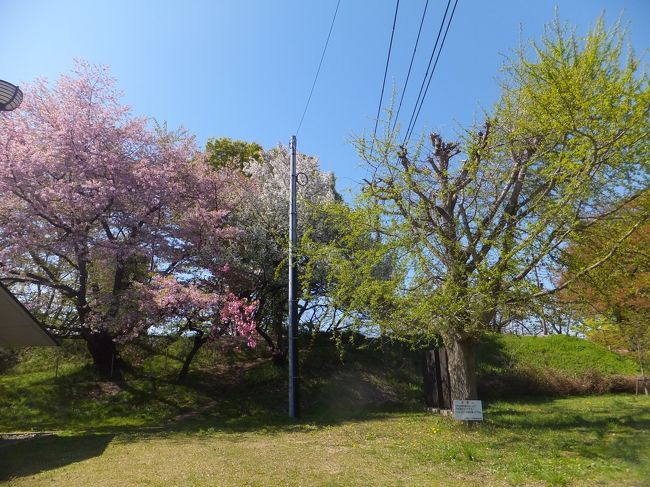モンテディオ山形が久しぶりにJ1に戻ってきました。実に5年ぶりの山形でのアウェイでの対戦があったのでもちろん参戦してきました。せっかくなので1泊2日の旅となりました。JRより飛行機が好きなので往復飛行機での移動となりました。<br />現地ではちょうど桜も満開でスタジアムのある天童では人間将棋なども行われるなどいいタイミングでの遠征となりました。<br />翌朝は山形観光。電車に乗ったりしてブラブラ。まずは山形駅まで移動。駅前にある霞城公園に行ってみました。