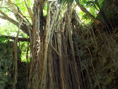 沖縄太古の自然（ガンガラーの谷）