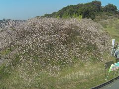 2015.10.24 知多市大興寺の四季桜を覗いてきました