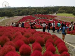 ひたち海浜公園のコキアの丘