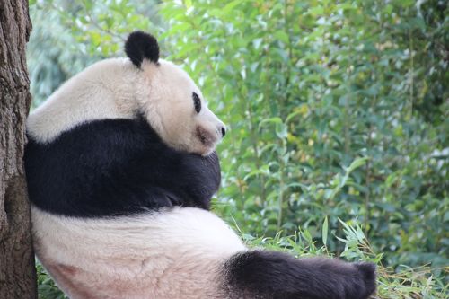 いちばんの目的は神戸・王子動物園パンダのタンタンちゃんに会いにゆく