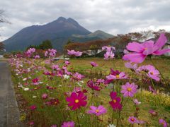 大分県由布市　金鱗湖だけじゃない！大杵社で御神木のパワーを感じる(2015年10月)