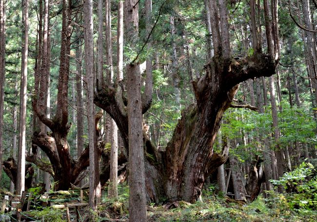 株杉と展望それに紅葉を求めて、奥美濃の蕪山に行ってきました。１００株ほどもあるという株杉は本当に素晴らしい。土台は朽ちかけた老杉ですが、そこから青年の立派な杉が何本も天に向かって伸びている。一見に値すると思います。しかも登山口のすぐ近くにあるので、殆ど歩かずに誰でも見ることができます。晴天に恵まれて展望も最高、３６０度遮るものなし。山頂手前まではずっと林の中なので心配していましたが、山頂部分だけは木が伐採されていました。最近は木が育って、展望の全くない展望台や山頂がある中で、素晴らしいことだと思いました。駐車場の案内図によると、山頂往復（周回）は９．２ｋｍとなっています。「低山を歩く会」候補<br /><br />１．コースタイム<br />　　・０８：３５　２１世紀の森駐車場出発<br />　　・０８：４５　登山口（株杉コース）山頂まで３９３０mの標識<br />　　・０９：２５　自然観察道との合流地点　山頂まで２５１５mの標識<br />　　・０９：５５　山頂まで１３２０mの標識<br />　　・１０：０５　稜線に出る　山頂まで１０００mの標識<br />　　・１０：２５〜１１：０５　山頂<br />　　・１１：５５　自然観察道との合流地点　下りは自然観察道コース<br />　　・１２：２５〜１２：５５　登山口　少し登り返して株杉の写真撮影<br />　　・１３：００　２１世紀の森駐車場到着<br />２．登山道の様子<br />　　最初は杉林の中、稜線に出る手前から自然林の気持ち良い登山道です。多少急な所もありますが、危険箇所はありません。標高差は約７００m。<br />