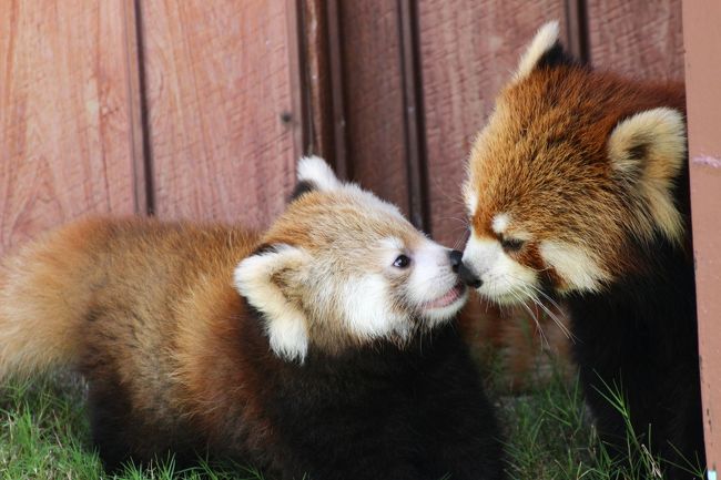 アドベンチャーワールドといったら、レッサーパンダ!<br />去年2014年生まれの息子くんと娘ちゃんはエントランスドームのウェルカムルームで終日会えますが、他の大人レッサーパンダは唯一の屋外展示場でリレー展示です。<br /><br />ライラちゃんは今年生まれの赤ちゃんと一緒でしたが、他の子たち、すなわち子供たちの父であるまるっこいシンシンくんや、しっぽが短くて逆ハの字の白眉きりりがチャーミングな后ちゃんに会えるのも楽しみでした。<br />そこへ、さらにポリンちゃんに会えるとは!!<br />jilllucaさんがたびたびポリンちゃんに会っているのは、旅行記を見ていて知っていましたが、ポリンちゃんはもお年で、基本的には引退で展示公開される方がまれではないかと思っていたものですから。<br /><br />ポリンちゃんは、私の地元の埼玉こども動物自然公園にやって来た最初のレッサーパンダのペアの片割れです。<br />今は亡きマグロくんとの間で次々と子供をもうけ、その子たち孫たち曾孫たちが、日本中の動物園だけでなく、海外でも活躍しています。<br />私がレッサーパンダを好きになった2102年には、ポリンちゃんはもう埼玉を去っていましたが、私がレッサーパンダを好きになったきっかけのナツちゃん・ハナビちゃん母子は、ポリンちゃんの娘と孫です。<br />そんな偉大な母であるポリンちゃんは、埼玉では、おみやげに売られているレッサーの下敷きの写真でしか見たことがありませんでした。<br />生ポリンちゃんに会えて、ほんとに嬉しいです。<br /><br />后ちゃんは、前回はエントランスのウェルカムルームの狭いエリアで眠そうにしている姿しか見られませんでした。<br />今回はもっと広い屋外展示場で会えました。<br />もっとも、后ちゃんはすぐに木に上ってしまい、よく見えなくない時間が長かったです。<br /><br />代わりに、前回、食べてはすぐに木の上でお昼寝していたシンシンくんが展示場で駆け回る可愛い姿がたくさん見られました。<br />9月17日の午後に会ったシンシンくんは、暑かったので、犬みたいにハアハアしていて、暑さにへばっていましたが、その姿も可愛いと思っちゃいました。<br />翌日の9月18日に会えたときは、だいぶ涼しかったので、シンシンくんはとても元気でした。<br />展示場内を闊歩していたのですが、そのルートが決まっていたせいで、芝生がきれいに削れて、獣道(?)みたいになっていました(笑)。<br />もちろん、そこを通ったのはシンシンくんだけではなく、獣道の製造には、他のレッサーたちも一役買っていました。<br />芝生は竹が高くなくても、足が短いレッサーにとっては、自然にできたいわば獣路の方が歩きやすいからでしょうね。<br />だけど、18日に会ったシンシンくんは、展示場を周遊中、その獣道では走ることに決めていたかのように、必ずとてとて走り、すっごく可愛かったです。<br /><br />この旅行記では、そんな魅力的な大人レッサーパンダたちの他、公開初日に一部だけ現地アップしたライラちゃんと赤ちゃんの残りの写真の蔵出しもしています。<br />そんなわけで、また旅行記の写真枚数を100枚以内に収めることができませんでしたが、あしからず。<br /><br /><2回目の南紀白浜アドベンチャーワールド行きで3日間満喫した旅行記のシリーズ構成><br />□(1)アクセス編&宿泊編:国内線なのにドキドキの南紀白浜行きのフライト&湯快リゾートホテル千畳のホテルライフと温泉<br />□(2)グルメ編&今回もたっぷりおみやげ編:3日間朝晩ホテルのバイキングとちょっとだけアドベンチャーワールド・グルメ<br />□(3)エントランスドームから魅力いっぱい!~レッサーパンダのライラちゃんの息子くんと娘ちゃん、夢見たウェルカムルームでの触れあえそうなほど間近での再会!<br />□(4)ジャイアントパンダの赤ちゃん特集:おっとり茶色い良浜ママと性格の違いがはっきりしていたやんちゃ盛りの桜浜・桃浜<br />■(5)レッサーパンダ特集:初公開と翌日の赤ちゃん&赤ちゃんに劣らず可愛い大人たち~ライラちゃんママ・后ちゃん・2version のシンシンくん、そして埼玉パンダの偉大なる母ポリンちゃん!<br />□(6)ジャイアントパンダ特集:永明パパ・海浜くん・陽浜ちゃん・優浜ちゃん、日本でこれほどたくさんのジャイアントパンダに会える幸福<br />□(7)3回ずつ観た動物アトラクション:可愛くて笑えるアニマルアクションと迫力でかっこいいマリンライブ<br />□(8)ケニア号とウォーキングでじっくり楽しんだサファリワールド~バイソンとキリンとゴールデンターキンとヒマラヤタールには赤ちゃんたちも!<br />□(9)海獣館のホッキョクグマとペンギンとペンギンパレード&コツメカワウソが可愛かった初のふれあい広場などその他の動物たち<br />□(10)動物園の後の黄昏時の白浜・田辺の景観めぐり:天神崎・千畳敷・円月島・三段壁<br /><br />アドベンチャーワールド公式サイト<br />http://aws-s.com/<br /><br /><タイムメモ(全行程)><br />※この旅行記に関係ある時間帯に★印をつけました。<br /><br />2015年9月16日(水)<br />JAL0219便 羽田空港16:30発 南紀白浜空港 17:45着<br />18:00頃 タクシーでホテルに向かう<br />18:20頃 湯快リゾートホテル千畳にチェックイン<br />18:50-19:15 ホテルの売店で買い物<br />19:30-21:00 ホテルの夕食バイキング(2部制の第2部)<br />23:00-0:00頃 屋内の大温泉に入る<br /><br />2015年9月17日(木)<br />07:00 起床<br />07:10-07:40 ホテルの朝食バイキング<br />07:50-08:10 露天風呂で朝風呂<br />09:15 タクシーでアドベンチャーワールドへ(所要10分)<br />09:35 アドベンチャーワールドに入園<br />(営業時間は9:30-17:00/行列のため入園まで5分)<br />09:35-09:35 レッサーパンダの息子ちゃんのお出迎え<br />09:45-10:30 ジャイアントパンダの赤ちゃんと良浜ママ・永明パパ<br />(09:45~赤ちゃんのミルクタイム)<br />10:35-10:45 ビッグオーシャンでVTRを見ながらライブを待つ<br />10:45-11:05 マリンライブ(1回目)<br />11:25-12:20 レッサーパンダの息子くん・娘ちゃん<br />(12:00-12:15 レッサーパンダのレクチャータイム)<br />12:20-12:30 レッサーパンダの后ちゃん★<br />12:35-13:10 ジャイアントパンダの陽浜・海浜<br />13:15-13:25 ペンギンパレード<br />13:25-13:45 セントラルドームで休憩<br />13:50-14:05 海獣館のホッキョクグマ(オホト&ライト)とペンギン<br />14:15-14:35 アニマルアクション(1回目)<br />14:40-14:45 年間パスポート作成<br />14:45-15:00 レッサーパンダの息子くん・娘ちゃん<br />15:05-15:30 レッサーパンダのシンシンくん★<br />15:30-15:35 ジャイアントパンダの海浜(陽浜は昼寝中)<br />15:40-16:35 ウォーキングサファリ<br />16:35-16:45 屋外のジャイアントパンダの赤ちゃん(桜浜・桃浜)<br />16:50-17:00 エントランスドームで買い物<br />17:00 アドベンチャーワールドを出る<br />17:15発の路線バスでホテル最寄りの「千畳口」へ戻る<br />17:35頃 いったんホテルに戻る<br />17:40-18:10 千畳敷を日の入りまで散策<br />19:00-20:15 ホテルの夕食バイキング(1部制で21:00まで)<br />21:35-22:30 屋内の大温泉に入る<br /><br />2015年9月18日(金)<br />03:00 津波注意報でいったん目が覚める<br />06:30 起床<br />07:25-07:00 ホテルの朝食バイキング<br />09:02発の路線バスでアドベンチャーワールドへ<br />(実際は千畳口停留所を8:55頃に発車)<br />09:35 アドベンチャーワールドに入園<br />(営業時間は9:30-17:00/行列のため入園まで5分)<br />09:35-10:10 レッサーパンダの赤ちゃん初公開(10分延長)★<br />10:15-10:40 レッサーパンダのポリンちゃん★<br />10:50-10:55 ジャイアントパンダの陽浜・海浜(両方とも昼寝中)<br />11:05-11:20 ジャイアントパンダの赤ちゃんと良浜ママ<br />11:30-11:50 アニマルアクション(2回目)<br />11:55-12:25 レッサーパンダの息子くん・娘ちゃん<br />(12:00-12:15 レッサーパンダの食事&レクチャータイム)<br />12:25-12:40 エントランスドームで休憩<br />12:40-13:05 レッサーパンダのシンシンくん★<br />13:10-14:10 ふれあい広場<br />(13:45-14:05 コツメカワウソの食事タイム&レクチャー)<br />14:15-14:35 アニマルアクション(3回目)<br />14:35-15:00 オレンジジュース休憩<br />15:00-15:25 マリンライブ(2回目)<br />15:35-16:00 ケニア号でサファリめぐり<br />16:10-16:25 Jamboカフェでコーヒー休憩<br />16:25-16:55ジャイアントパンダの赤ちゃんと良浜ママ・永明パパ<br />17:05 アドベンチャーワールドを出る<br />17:15発の路線バスでホテル最寄りの「千畳口」へ戻る<br />17:40-18:10 千畳敷を日の入りまで散策<br />19:40-20:50 ホテルの夕食バイキング(2部制で第2部17:30~)<br />23:30-00:30 屋内の大温泉に入る<br /><br />2015年9月19日(土)<br />06:30 起床<br />07:00-07:30 ホテルの朝食バイキング<br />07:45 チェックアウト&タクシーでアドベンチャーワールドへ<br />08:05 アドベンチャーワールドに入園<br />(シルバーウィーク特別営業08:00-20:00/行列のため入園まで5分)<br />08:05-08:35 レッサーパンダの赤ちゃん初公開(5分延長)★<br />08:40-09:05 レッサーパンダのポリンちゃん★<br />09:05-09:15 ジャイアントパンダの陽浜(屋内)・海浜(屋外)<br />09:20-09:45 レッサーパンダの息子くん・娘ちゃん<br />09:50-10:00 海獣館のホッキョクグマ(ゴーゴー&ライト)<br />10:05-10:30 ジャイアントパンダの赤ちゃん・良浜ママ・永明パパ<br />10:35-11:05 レッサーパンダのポリンちゃん(&休憩)★<br />11:10-11:25 海獣館のペンギンの食事タイム&レクチャー中<br />11:30-11:45 マリンライブ(3回目)<br />12:00-12:15 レッサーパンダの息子くん・娘ちゃん<br />(12:00-12:15 レッサーパンダの食事&レクチャータイム)<br />12:15-12:25 レッサーパンダの后ちゃん★<br />12:30-12:45 アニマルパレード<br />12:50-13:30 海鮮いろどり丼ランチ休憩<br />13:40-14:30 ウォーキングサファリ(2回目)<br />14:40-14:50 エントランスドームで買い物<br />14:50-15:00 レッサーパンダの息子くん・娘ちゃん<br />15:00-15:30 パンダワッフルで早めの夕食休憩<br />15:30-15:45 レッサーパンダの后ちゃん★<br />15:50 アドベンチャーワールドを出る<br />15:50-17:50 貸切タクシーで天神崎・円月島・三段壁めぐり<br />JAL0218便 南紀白浜空港 18:30発 羽田空港19:40着<br />20:35発のリムジンバスに乗車<br />22:30頃 帰宅<br /><br />※これまでの動物旅行記は目次を作成済みです。随時更新中。<br />「動物/動物園と水族館の旅行記~レッサーパンダ大好き~ 目次」<br />http://4travel.jp/travelogue/10744070<br />