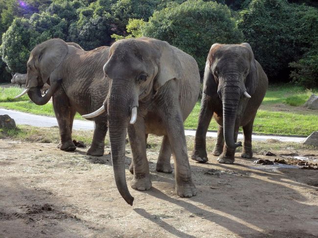 牛窓で美味しい料理を頂き、潮風に吹かれゆったりとした翌日。<br /><br />さぁ、どこに行こうかという事になりました。<br />私は、大改修が終わった世界遺産「姫路城」を主張しましたが、奥様＆今回帰省中で付いてきた息子のペアに却下されました。<br />奥様に娘から、「ヒメセン」に犬がいる。。。。との情報が入り、犬と聞けば引っかかる私達、即座に決定です。<br /><br />下調べ無しで向かいましたが、サファリ、ウォーキングゾーンも充実していて、楽しく秋の一日を過ごしました。<br /><br />帰りは播但自動車道から中国道、鳥取道と通りましたが、こんない近いんだ！、と感じ入ってしまいました。