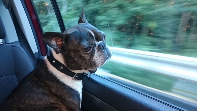 愛犬と共に家族で夏の東北旅行へ行ってきました。<br />青森県で2泊、福島県で2泊の計4泊5日。<br />どちらも犬と一緒に泊まれるお宿で、今回は福島県にあるレジーナの森での旅行記です。